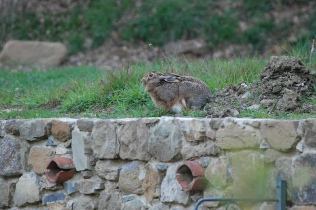 Monolocale, Letto Matrimoniale, La Cantina Vivajo Εξωτερικό φωτογραφία